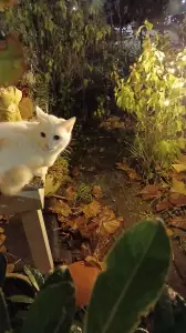 Pat 08